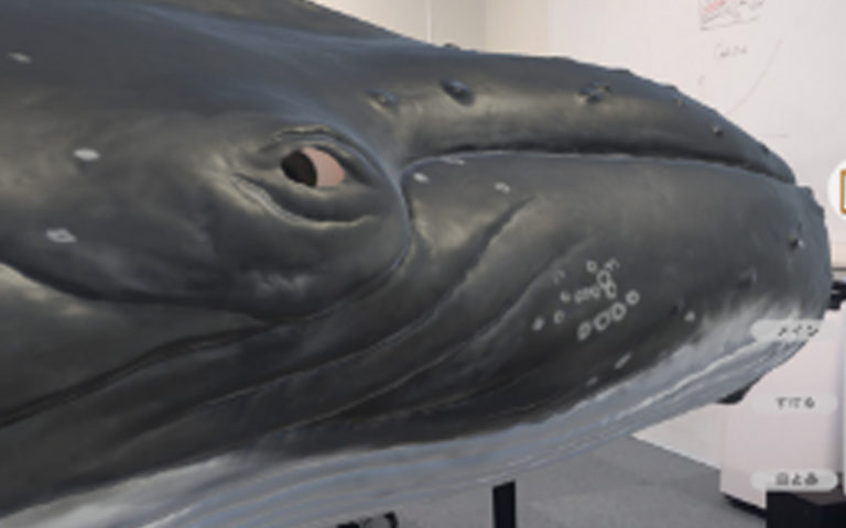 Marine World・Kyushu Sangyo University【Project Cetus】