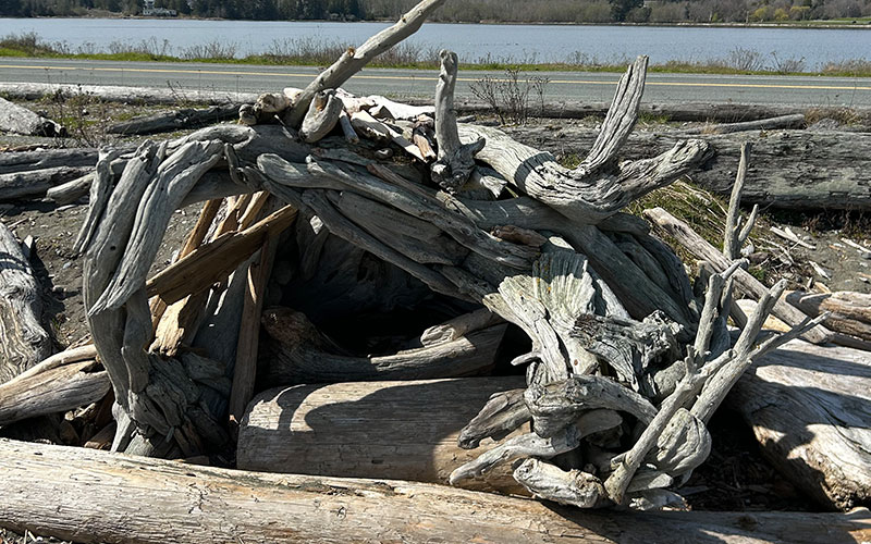 collapsed driftwood